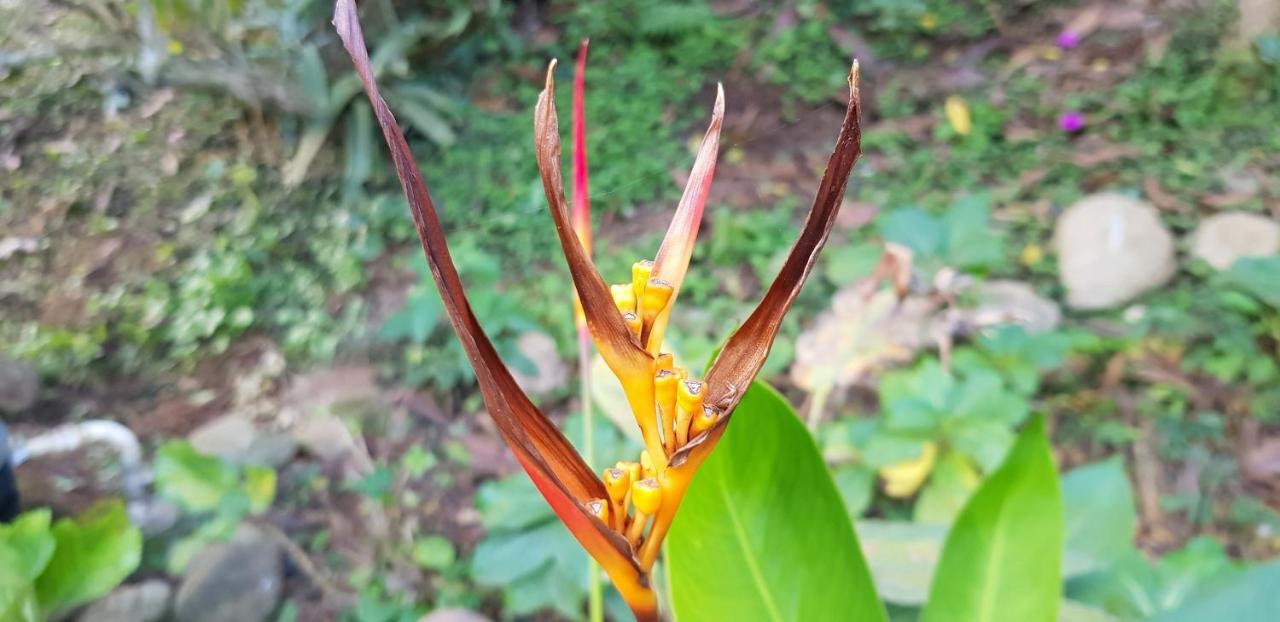 Vale Das Maritacas Teresopolis Villa Eksteriør bilde