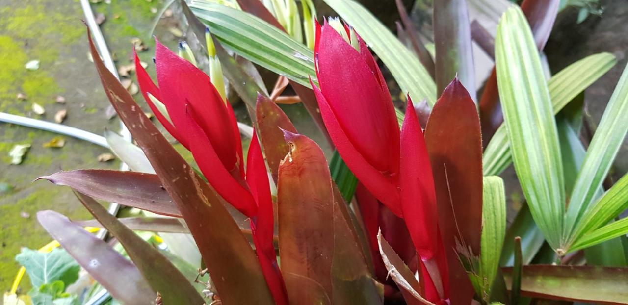Vale Das Maritacas Teresopolis Villa Eksteriør bilde